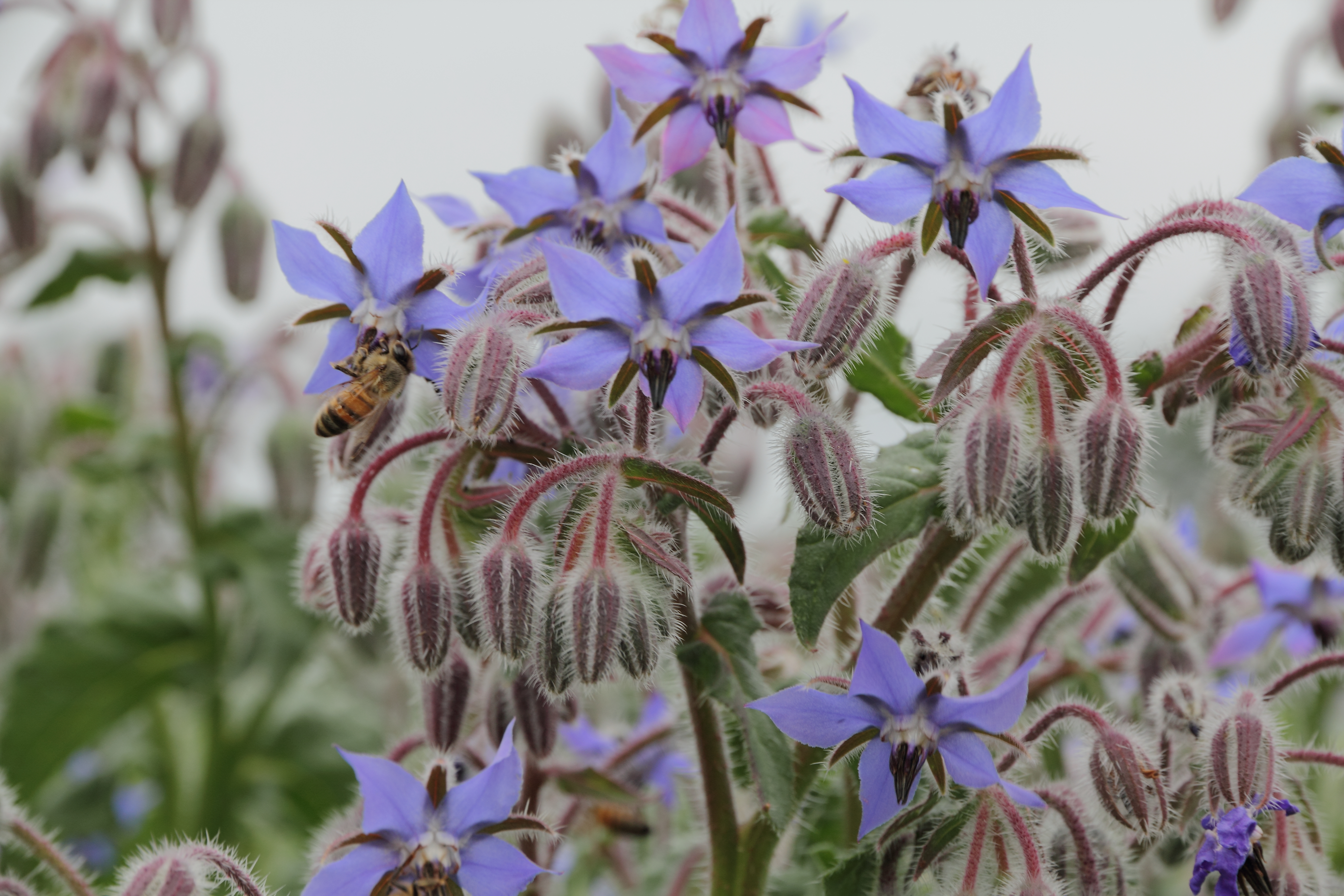 Borage